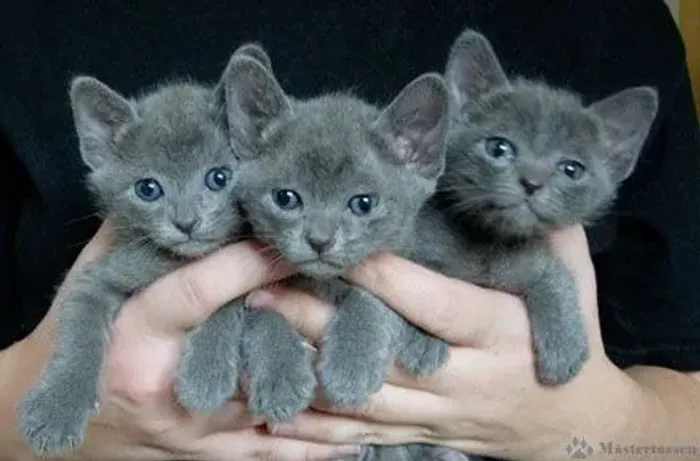 ? Filhotes de Russian Blue!