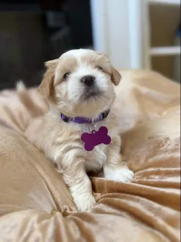 Lhasa Apso - Filhotes Criados com Amor, Garantia e Atendimento Personalizado!