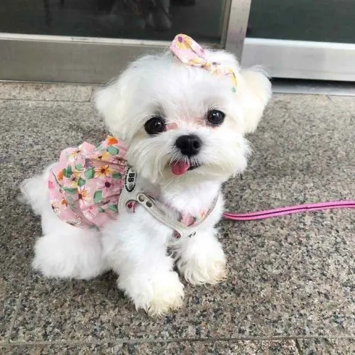 Filhote Maltês, Seus dias ficarão mais coloridos com um novo amiguinho peludo!