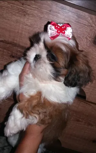 Shih Tzu fofo e charmoso