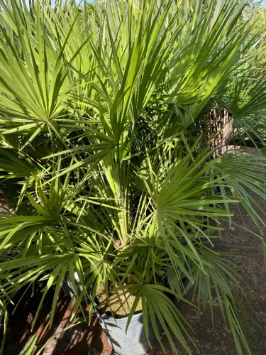 Palmeira chameropolis