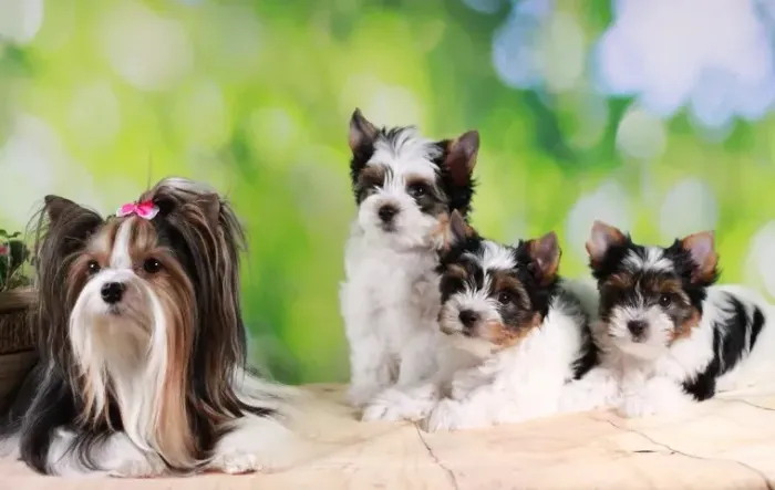 Biewer Terrier fêmea e macho pequenos com microchip!! 