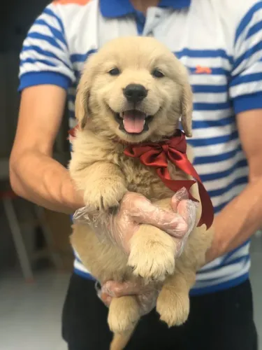Golden Retriever- Machinho muito lindo e robusto 100% raça pura 50 dias com garantias-Dani