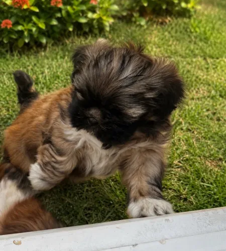 Filhote de lhasa apso