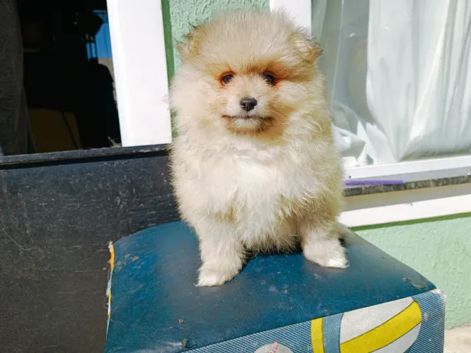 Filhote de Spitz alemão anão macho