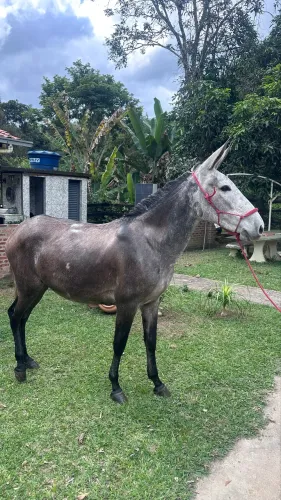 Mula de Patrão