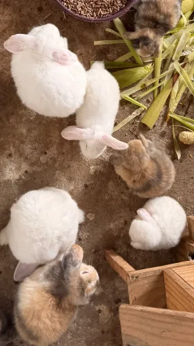 Coelhos Mini Lop para Adoção