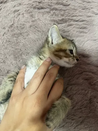 Doação de gatinha