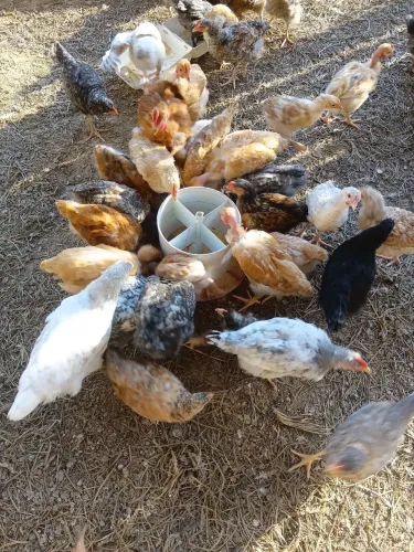 20 Franguinhos TRC e Pesadão frangas