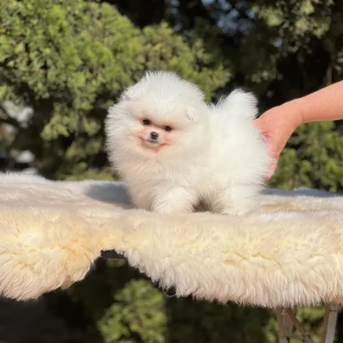 Lulu da Pomerânia minis e anãos 