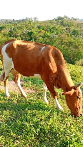 Vaca prenha boa de leite