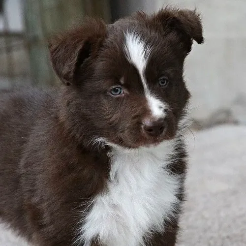 Seu Novo Parceiro Pode Ser Um Filhote de Border Collie
