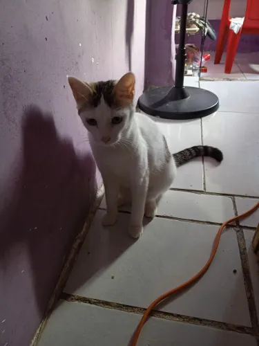 Doação de gatinha (cristal) 