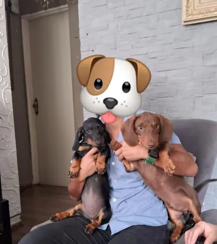 Filhotes dachshund (salsicha)