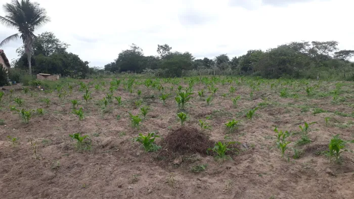 1 tarefa de terra próximo a Noide Cerqueira