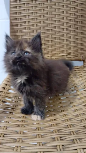 Linda gatinha Maine Coon