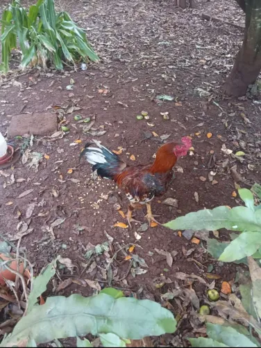 Galo Caipira Novo Frango 