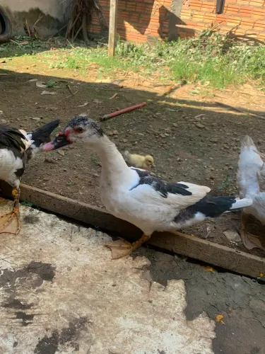 Patas fêmeas 