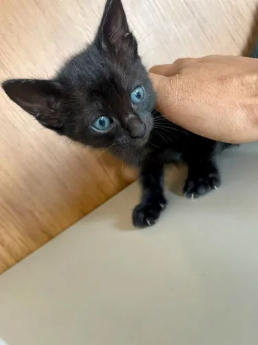 Filhote fêmea gata mestiça dos olhos azuis 