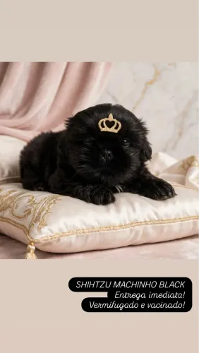SHIHTZU MACHINHO BLACK