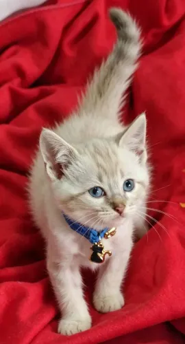 Gato siamês tigrado com 50 dias