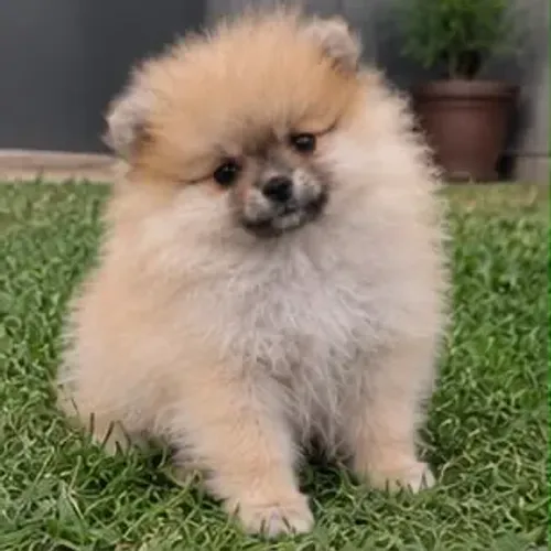 Fêmea de Lulu