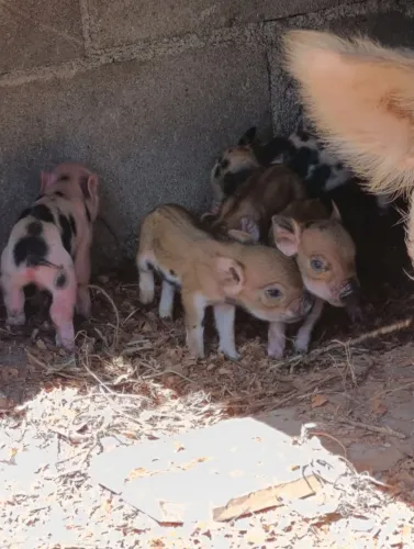 Mini Pig 