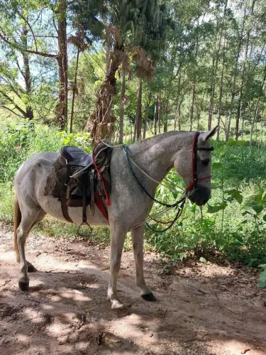 Égua MM sem registro 