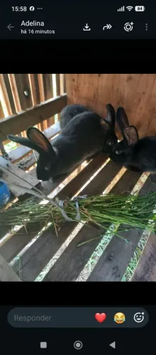 Venda de filhotes de coelhos gigantes