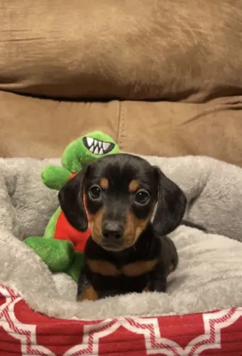 Dachshund fêmeas disponíveis raça pura 
