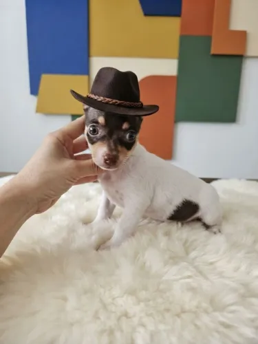 Esse lindo filhote cheio de charme 