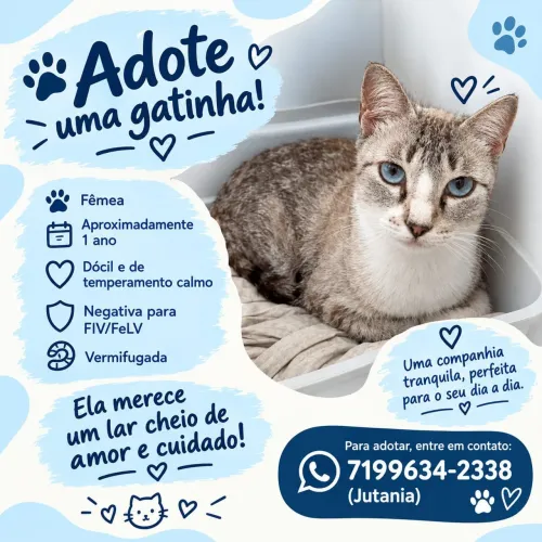 Gata de 1 ano de idade para adoção