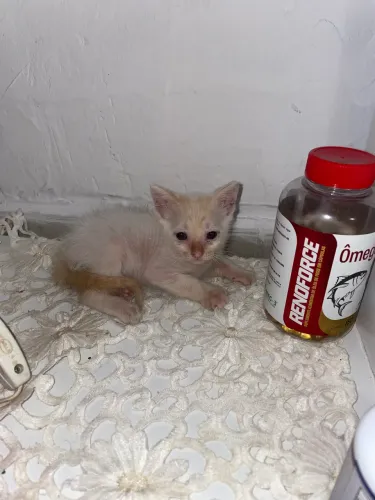 Doação de gatinho