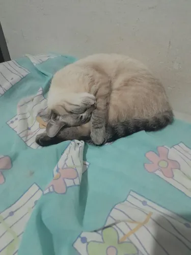 Doação de filhote de gatinho