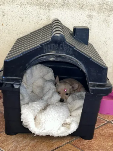 Pinscher fêmea filhote