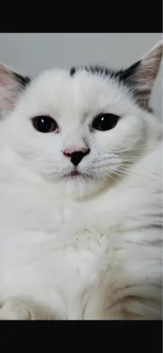 Angora Turco