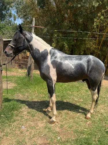 Cavalo pampa