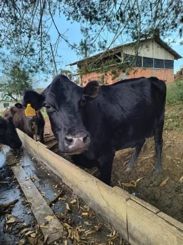 Vaca Jersolando para engorda