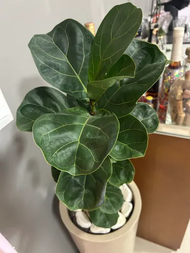 Planta Fícus Lyrata Bambino Natural + Vaso