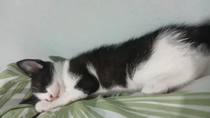 Gatinho frajola doação 