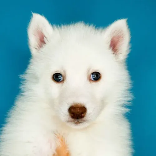 Filhotes de Husky Siberiano | Carismo que encanta!