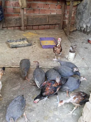 Pintos e capote 