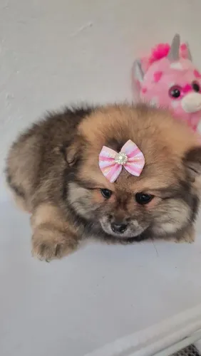 Lulu da Pomerânia Fêmea