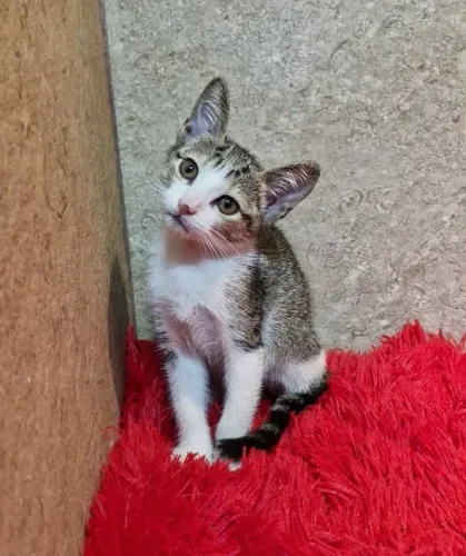Gata filhote adoção 
