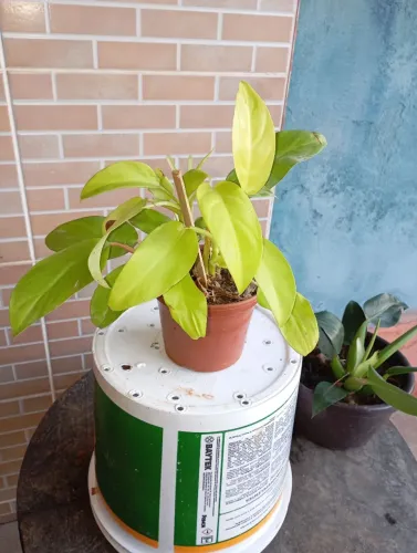 Plantas e sementes