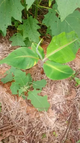 Vendo 3 Hectares de Terra Pura/Sul da Bahia...Cada Hectare ?