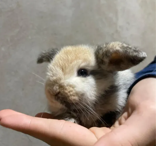 Coelhos mini loop