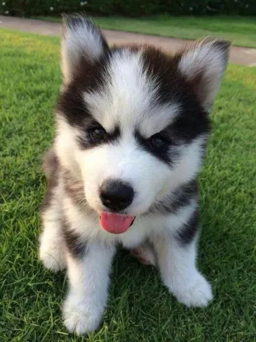Husky siberiano Lindos doguinhos disponíveis - venha conhecer