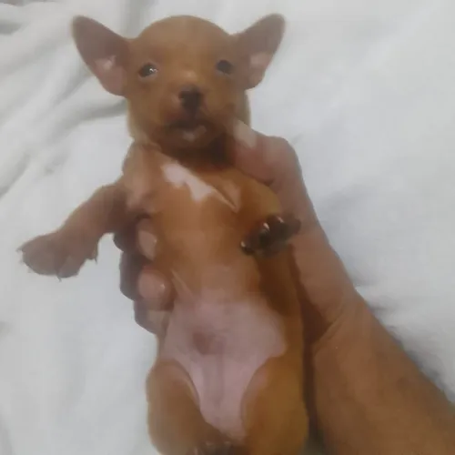 Vende filhote de Pincher