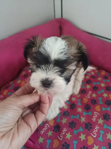 Filhote shih tzu, Dê Um Lar e Receba Amor Incondicional Todos os Dias!